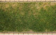 photo texture of grass 0005
